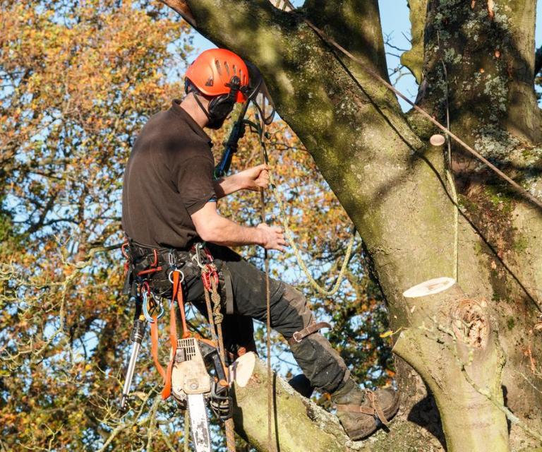 Faut-il prévoir l'élagage des arbres avant l'hiver à Besançon ?